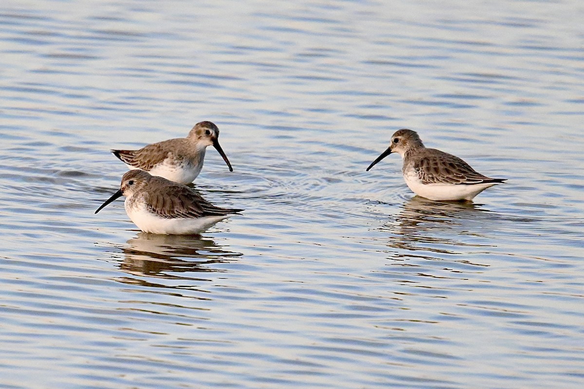 Dunlin - ML612002110