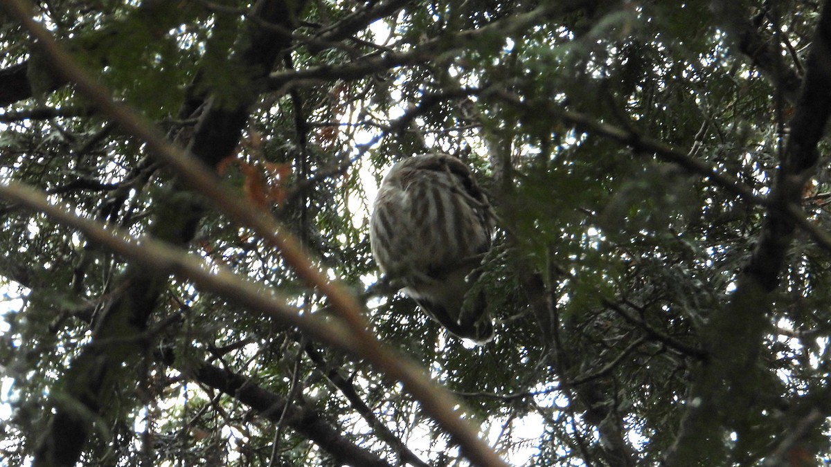 Northern Saw-whet Owl - ML612002111