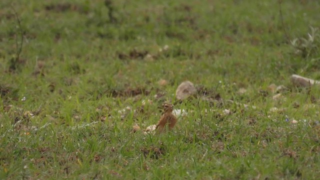 Tawny Lark - ML612002159