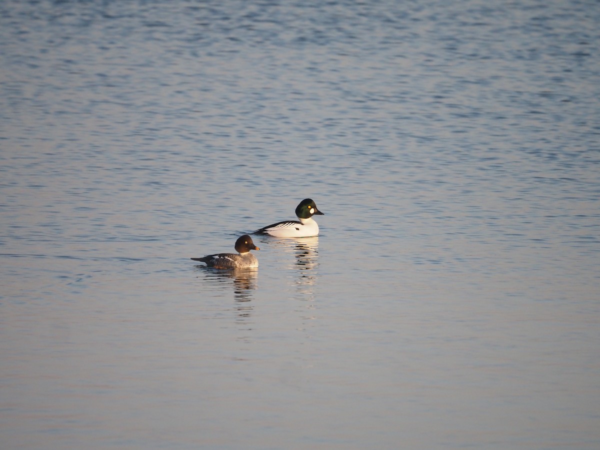 Common Goldeneye - Kevin Wistrom