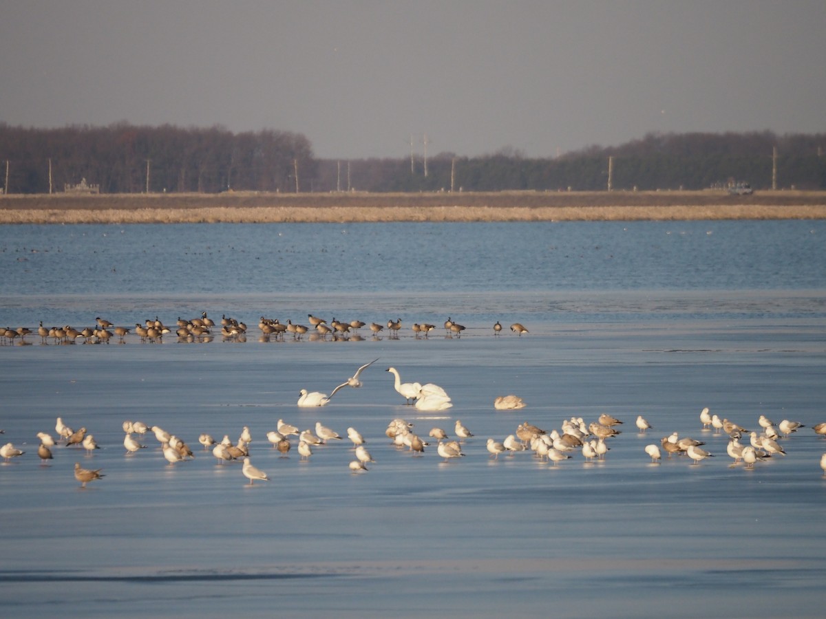 Tundra Swan - ML612002217