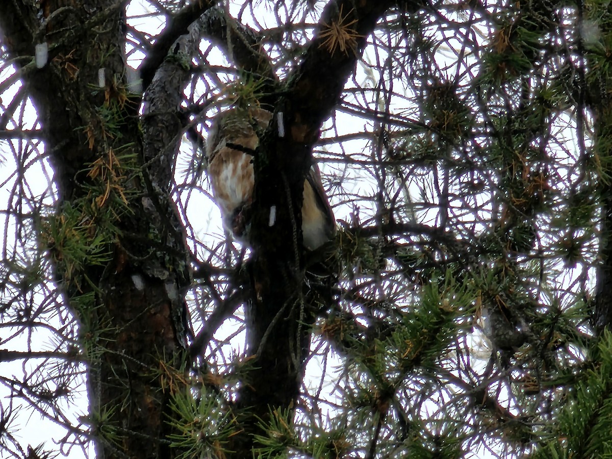 Northern Saw-whet Owl - ML612002264