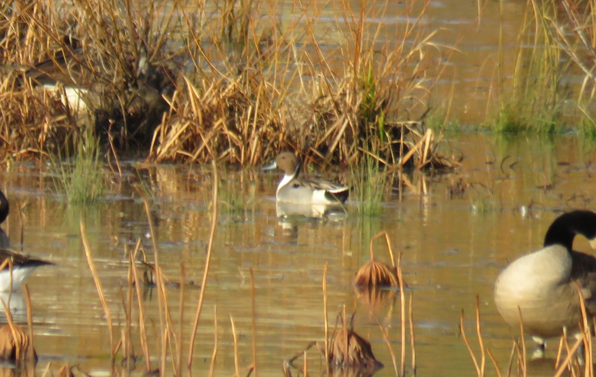 Northern Pintail - ML612002319