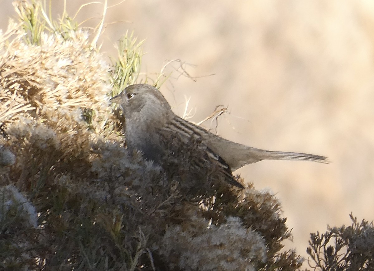 Bruant à couronne dorée - ML612002341