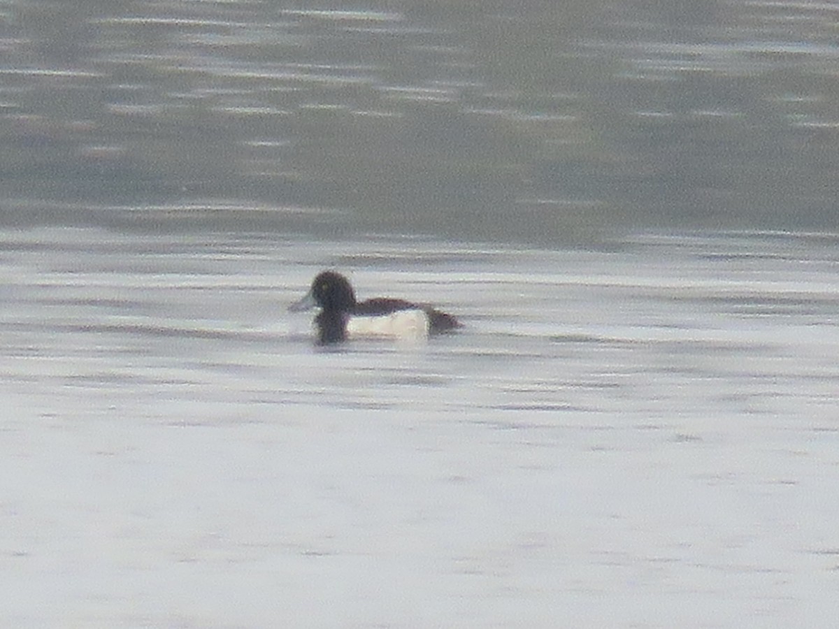 Tufted Duck - Anonymous