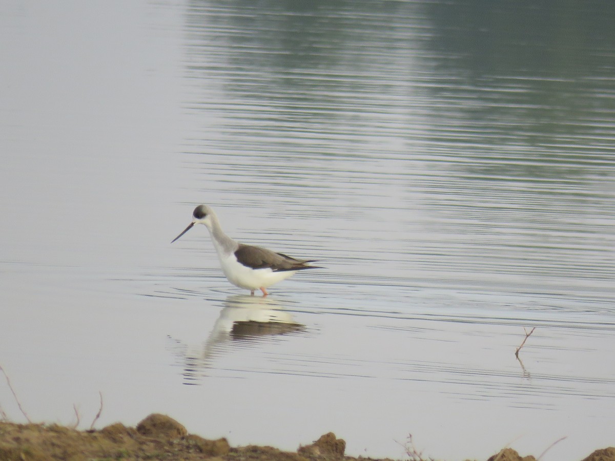 Black-winged Stilt - ML612002372