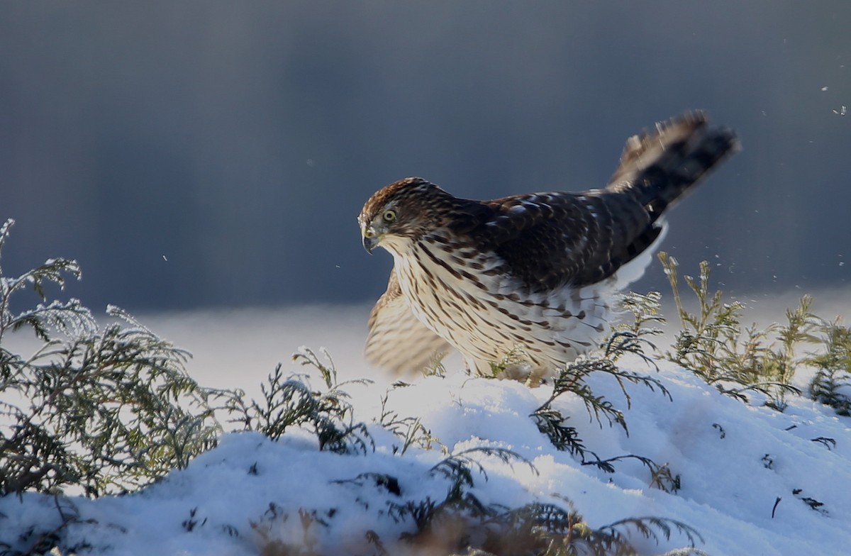 Cooper's Hawk - Yves Dugré