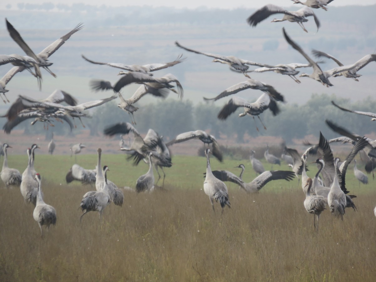 Grulla Común - ML612002461