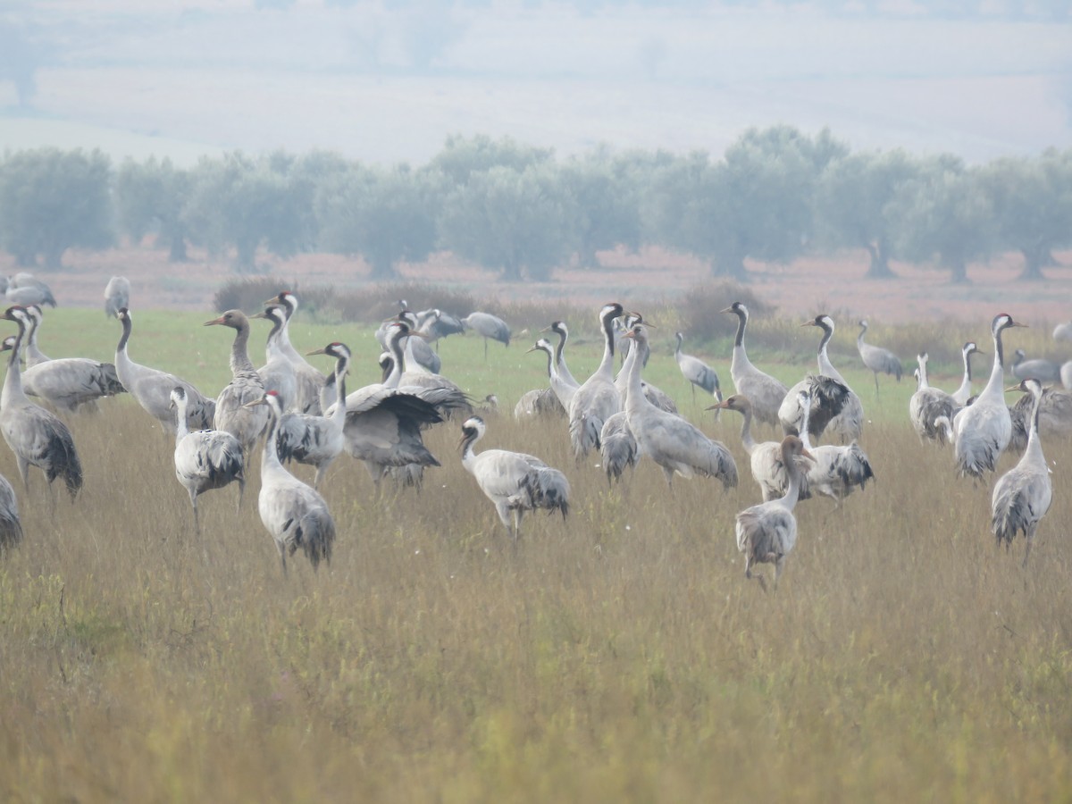 Grulla Común - ML612002462