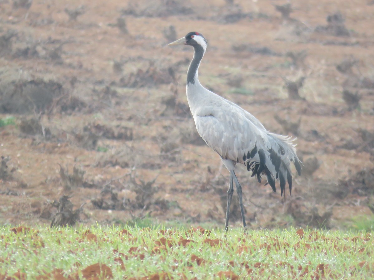 Common Crane - Anonymous