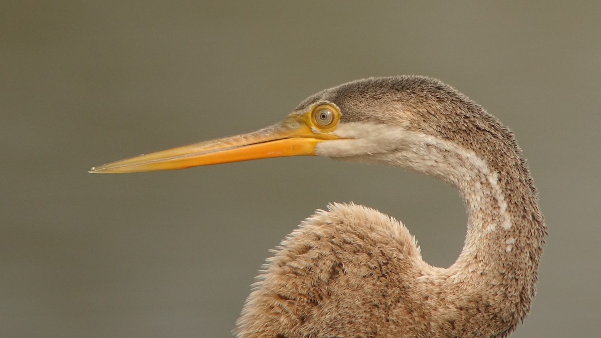 Orient-Schlangenhalsvogel - ML612002472