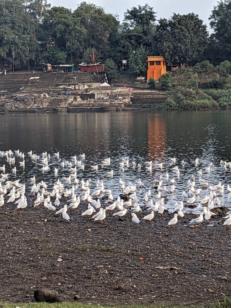 Gaviota Reidora - ML612002515