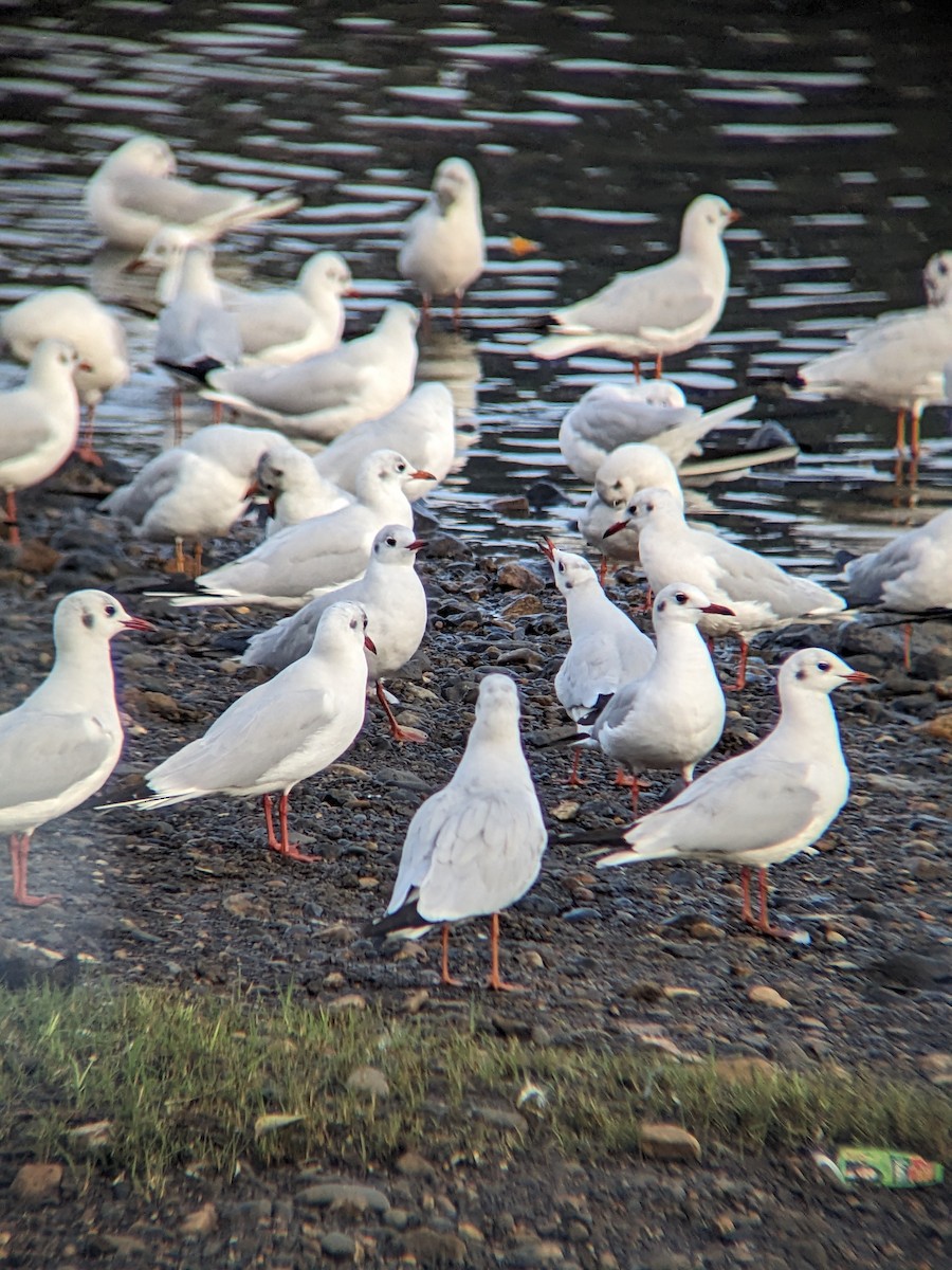 Black-headed Gull - ML612002516