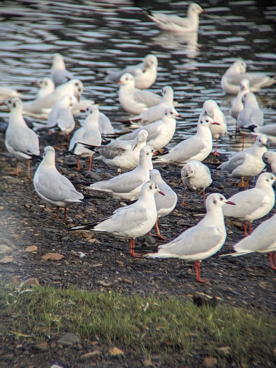 Black-headed Gull - ML612002517