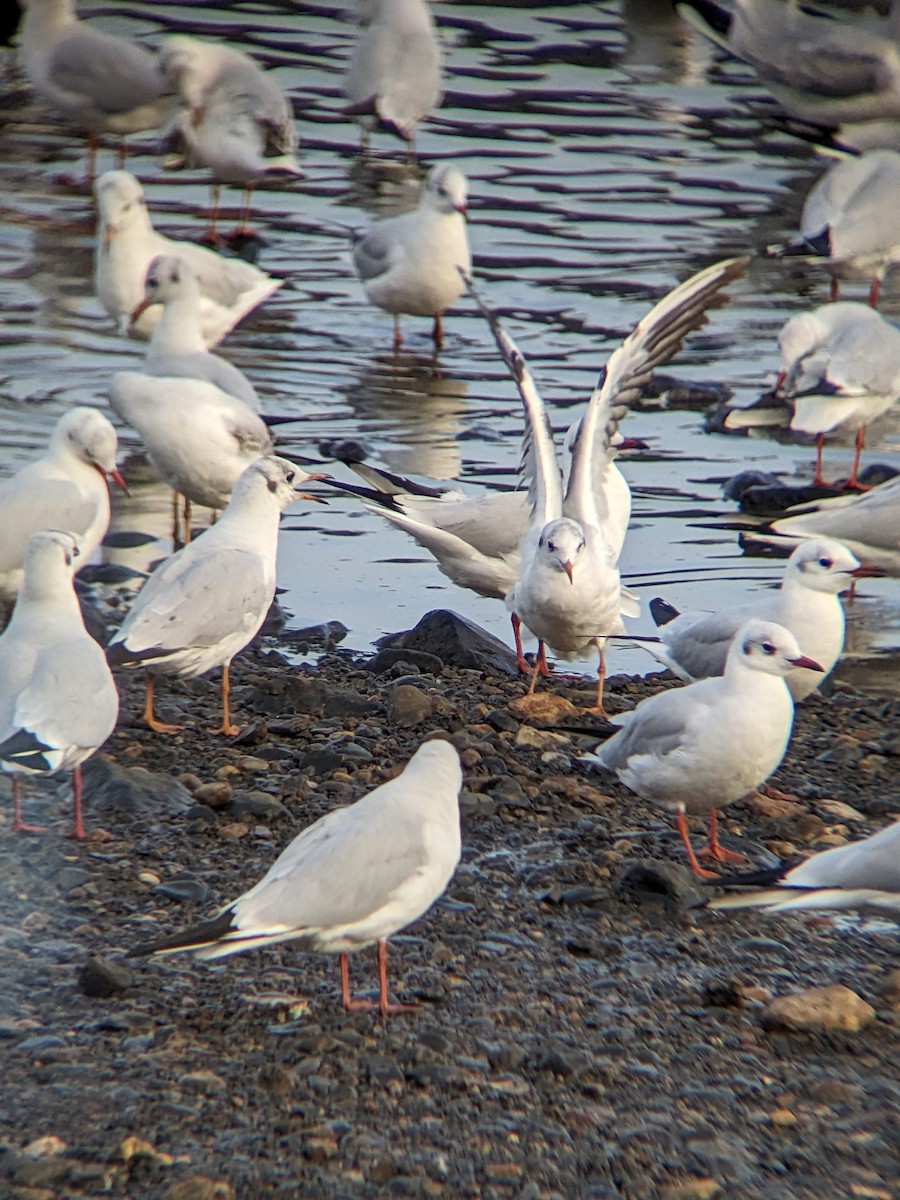 Gaviota Reidora - ML612002518