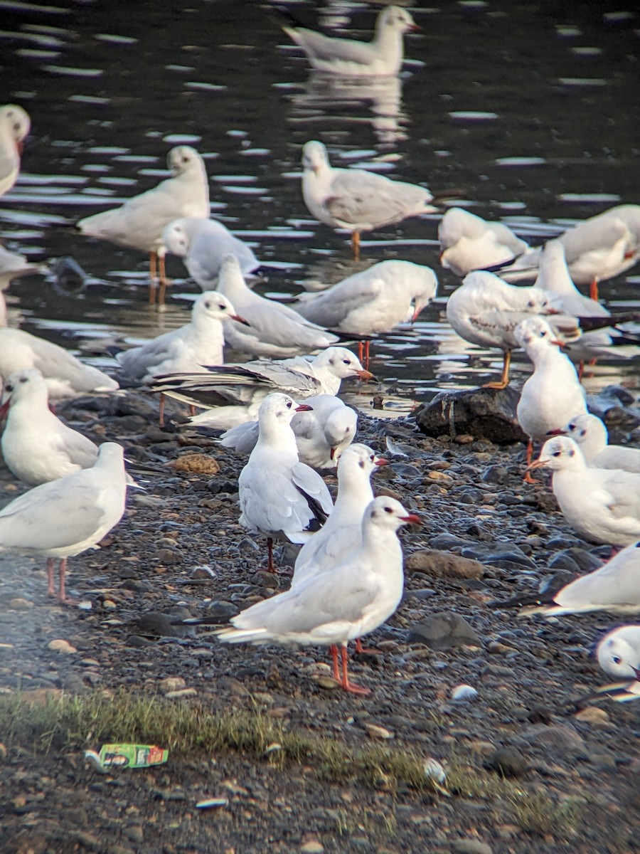 Black-headed Gull - ML612002519