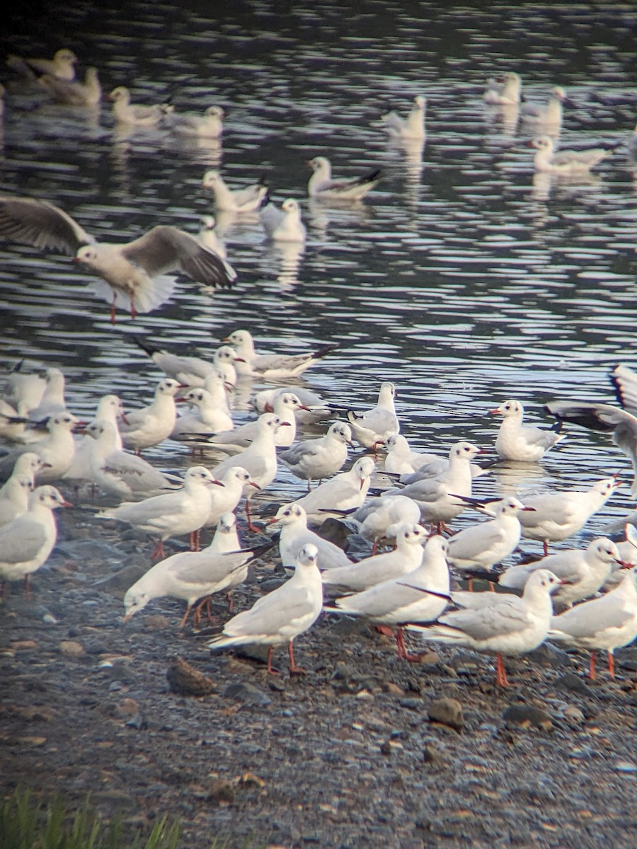 Gaviota Reidora - ML612002520