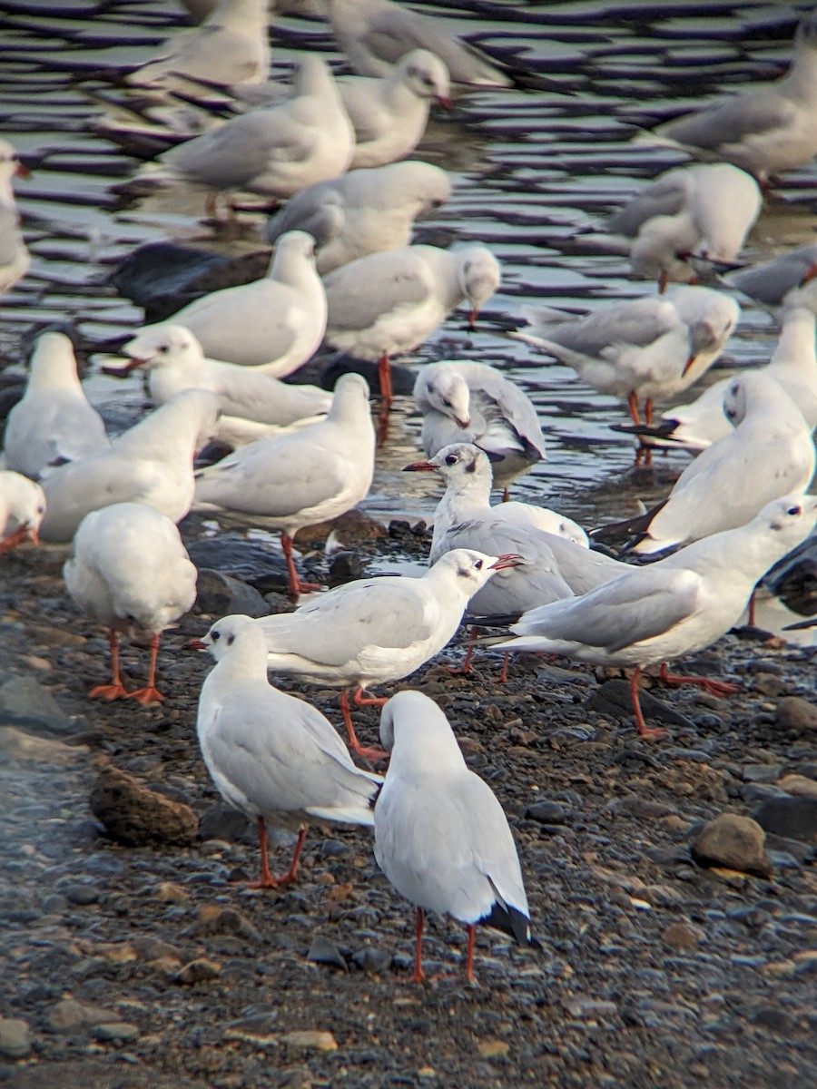 Gaviota Reidora - ML612002521