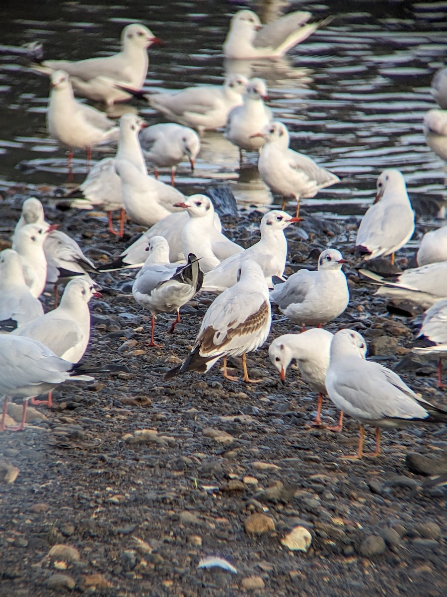 Black-headed Gull - ML612002523