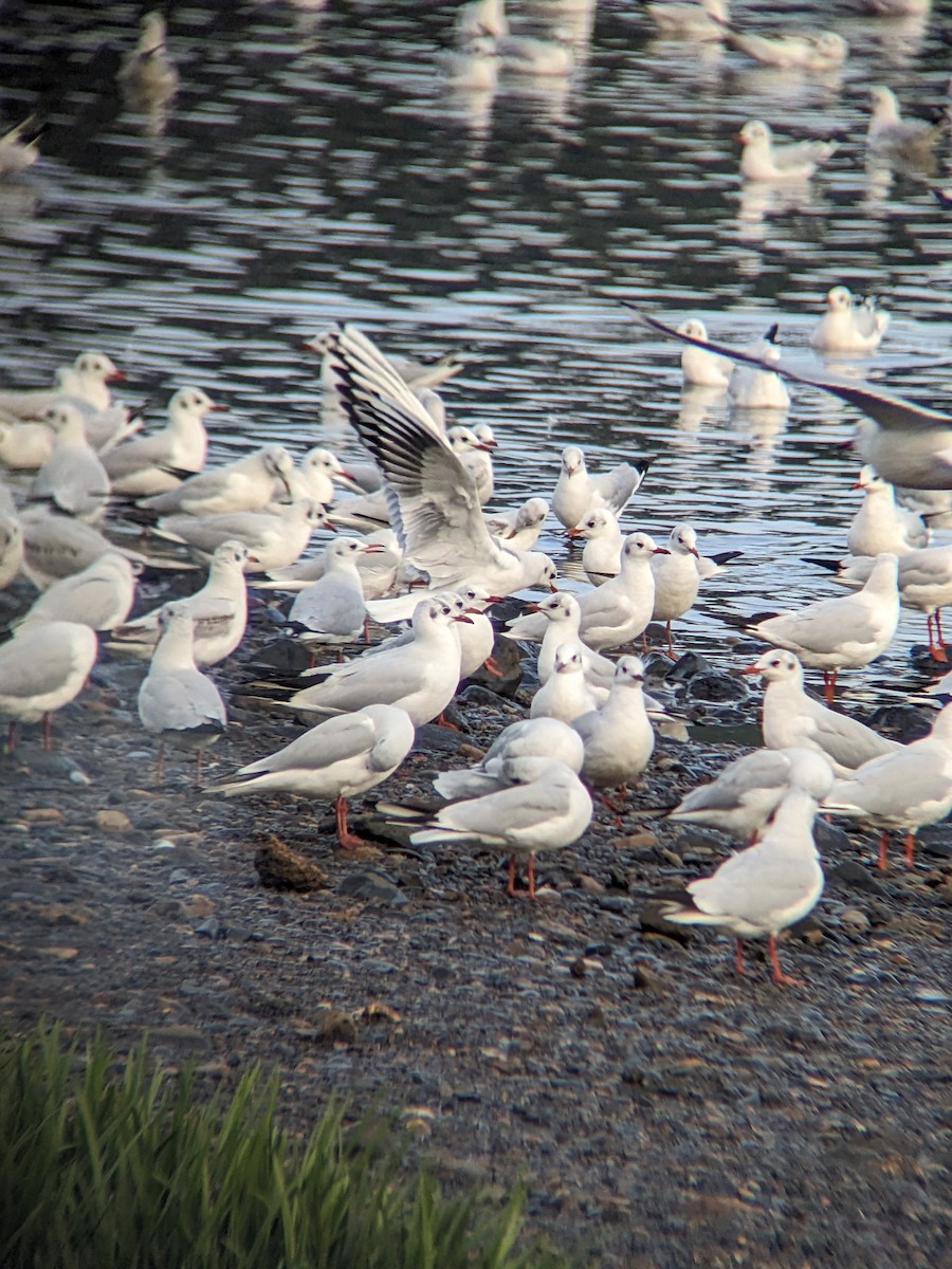 Black-headed Gull - ML612002524