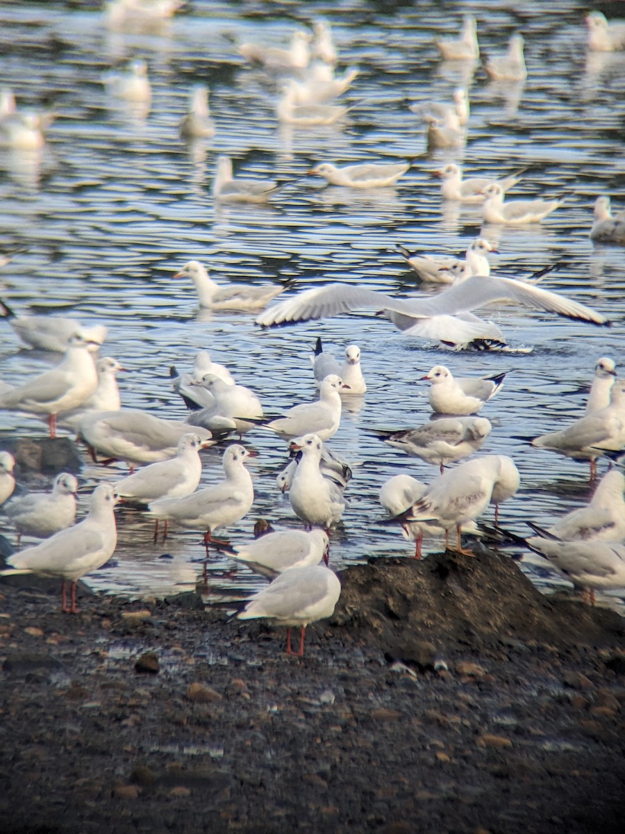 Black-headed Gull - ML612002525