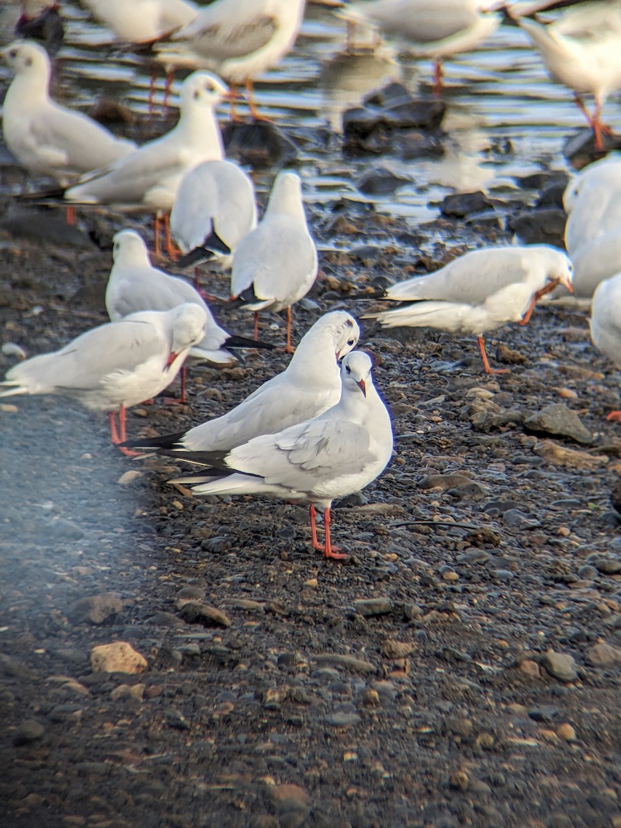 Black-headed Gull - ML612002526