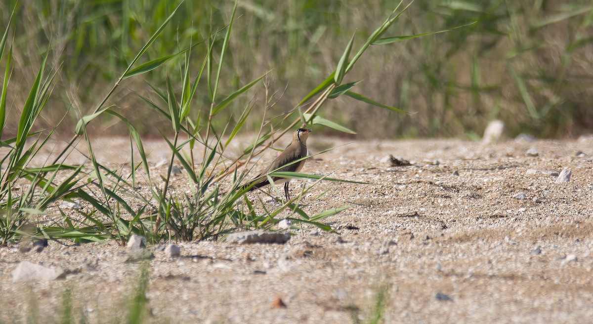 Oriental Pratincole - ML612002532