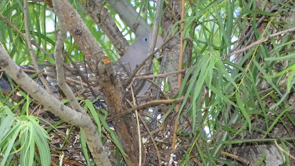 Spot-winged Pigeon - Javier Ubiría