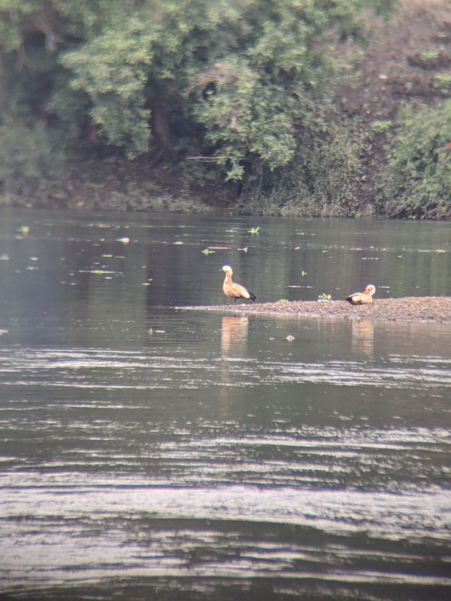 Ruddy Shelduck - ML612002551