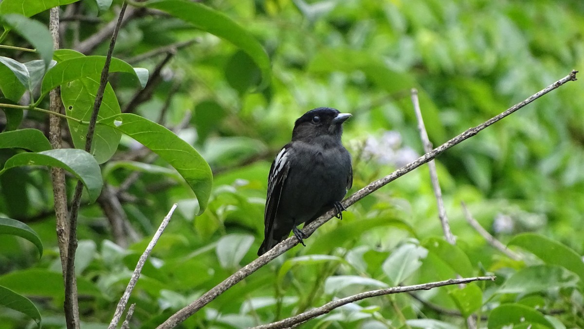 White-winged Becard - Javier Ubiría