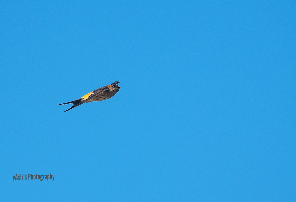 Red-rumped Swallow - ML612002659