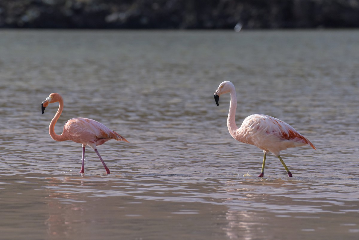 Chilean Flamingo - ML612002738