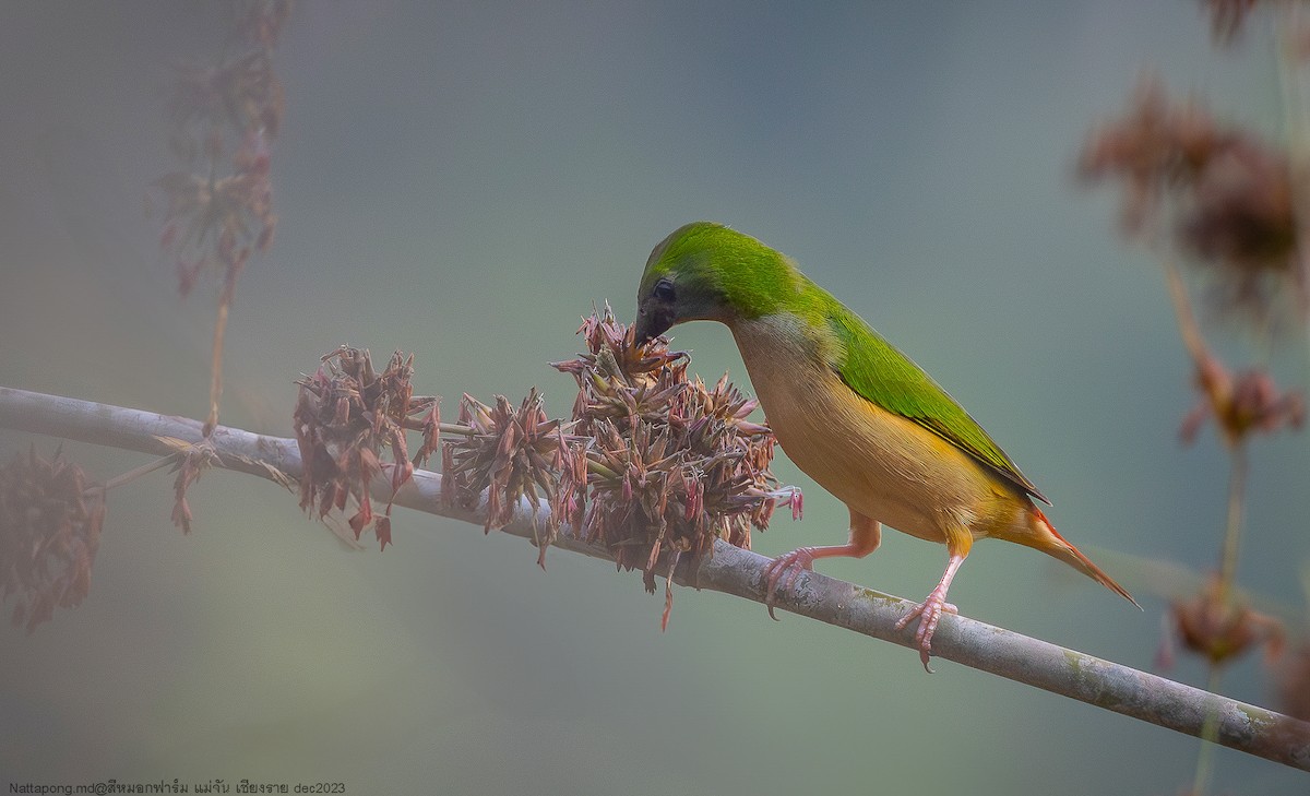 Pin-tailed Parrotfinch - ML612002814