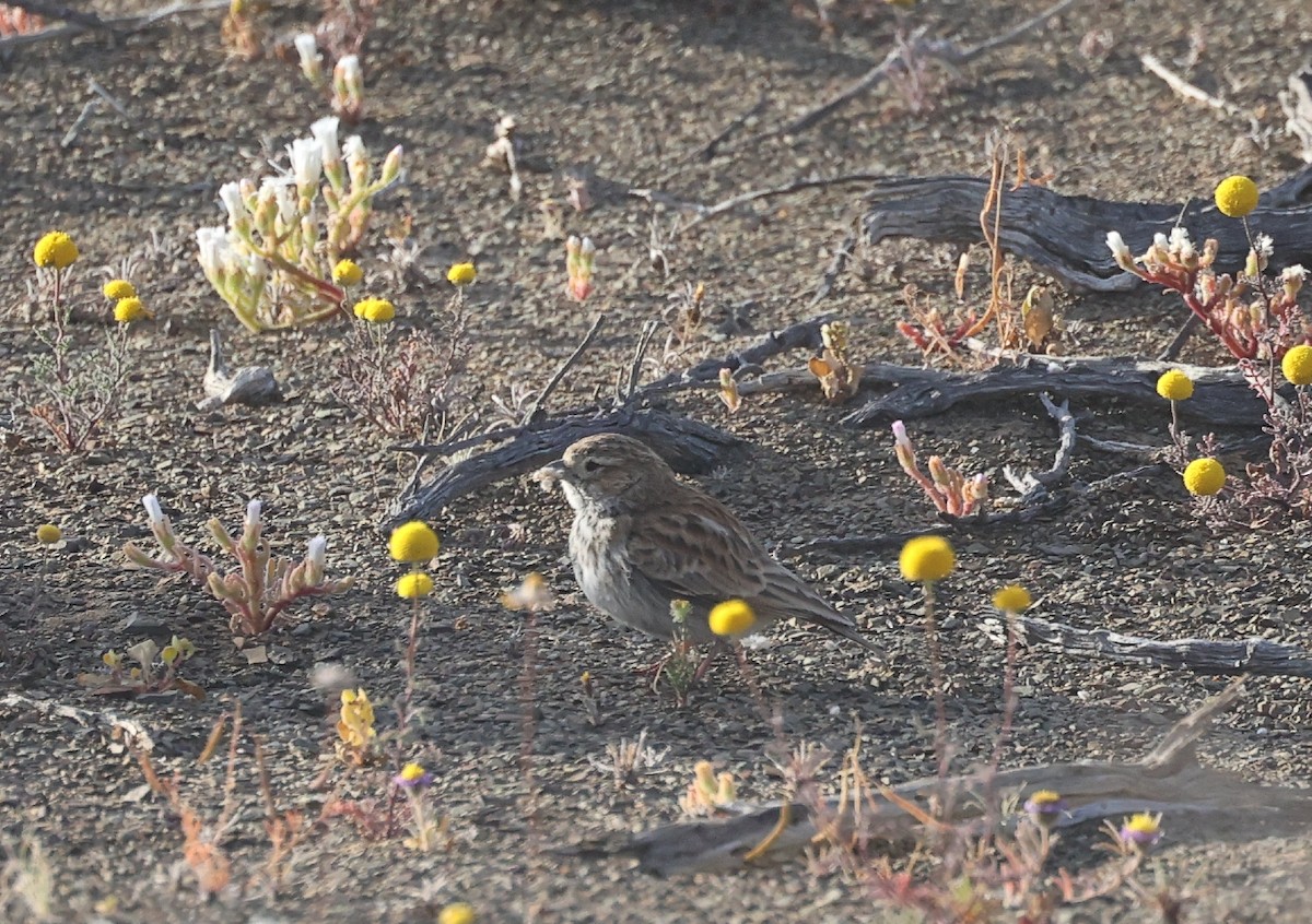 Black-eared Sparrow-Lark - ML612002906