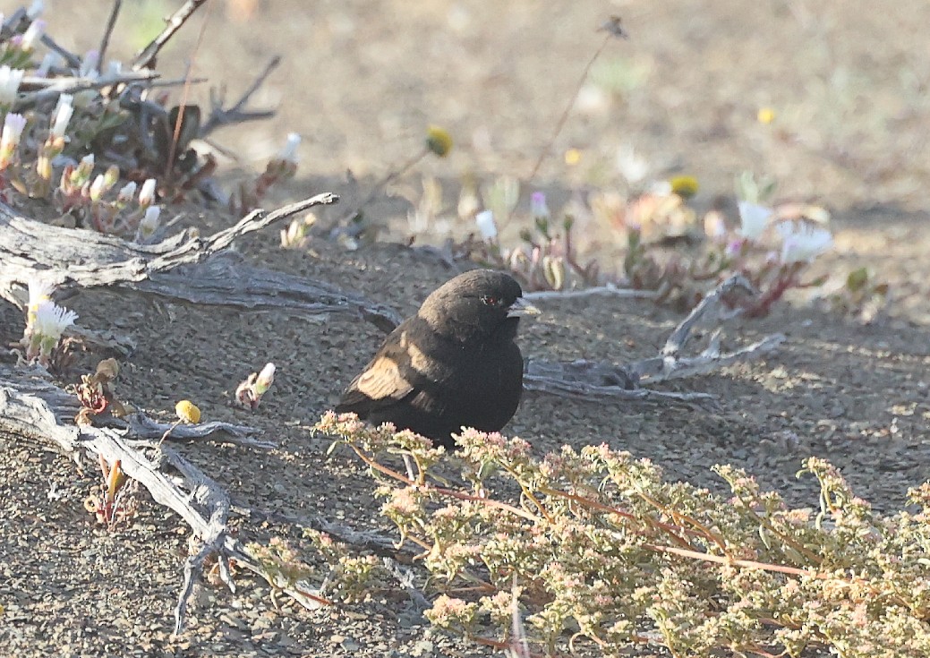 Black-eared Sparrow-Lark - ML612002907