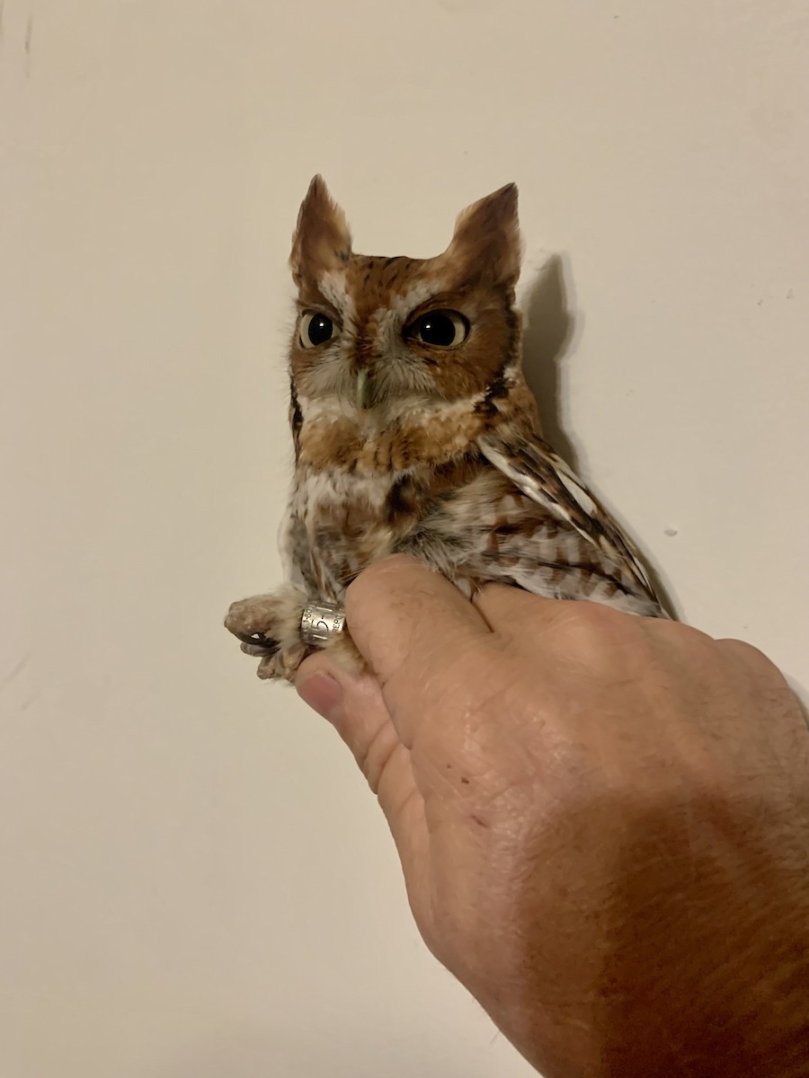 Eastern Screech-Owl - ML612002940