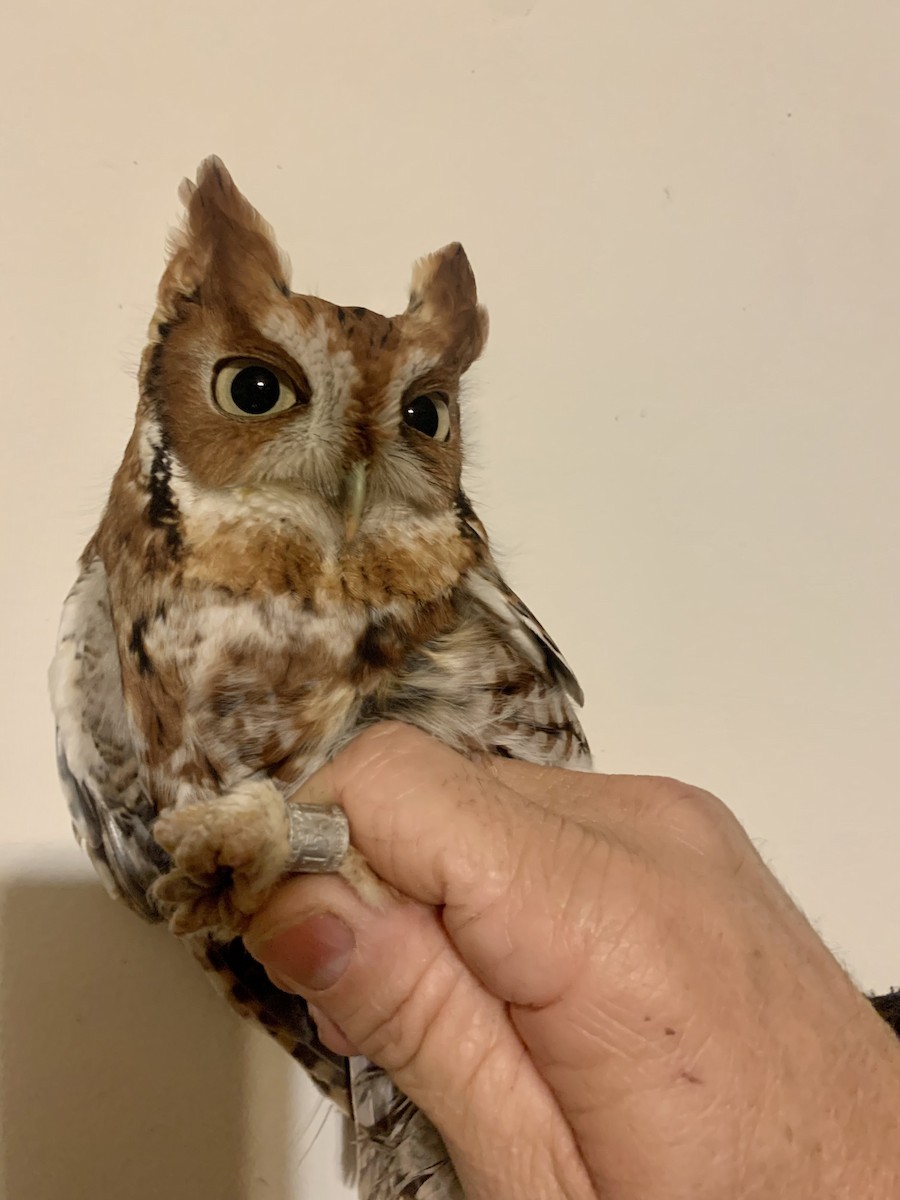 Eastern Screech-Owl - ML612002949