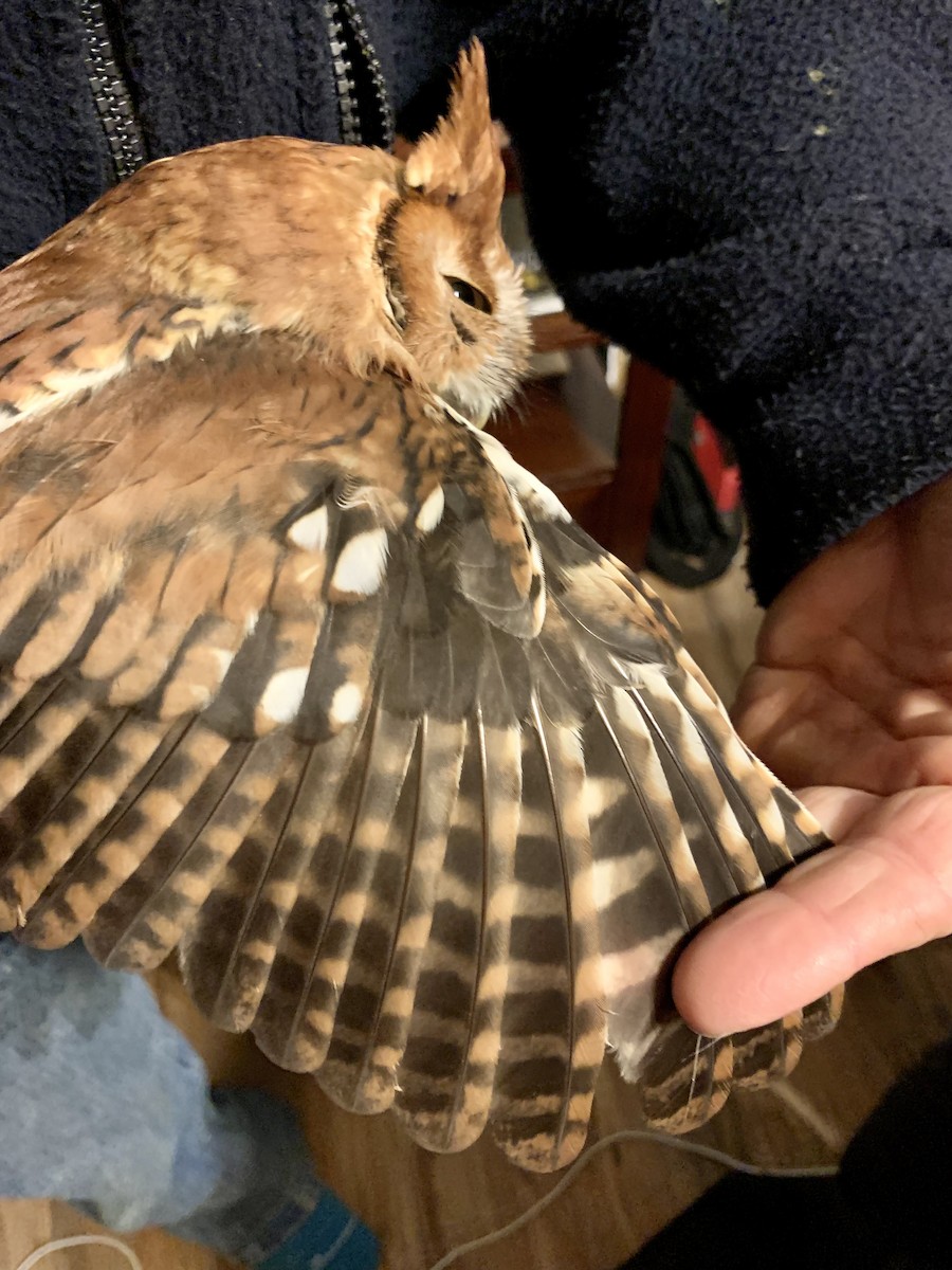 Eastern Screech-Owl - ML612002950