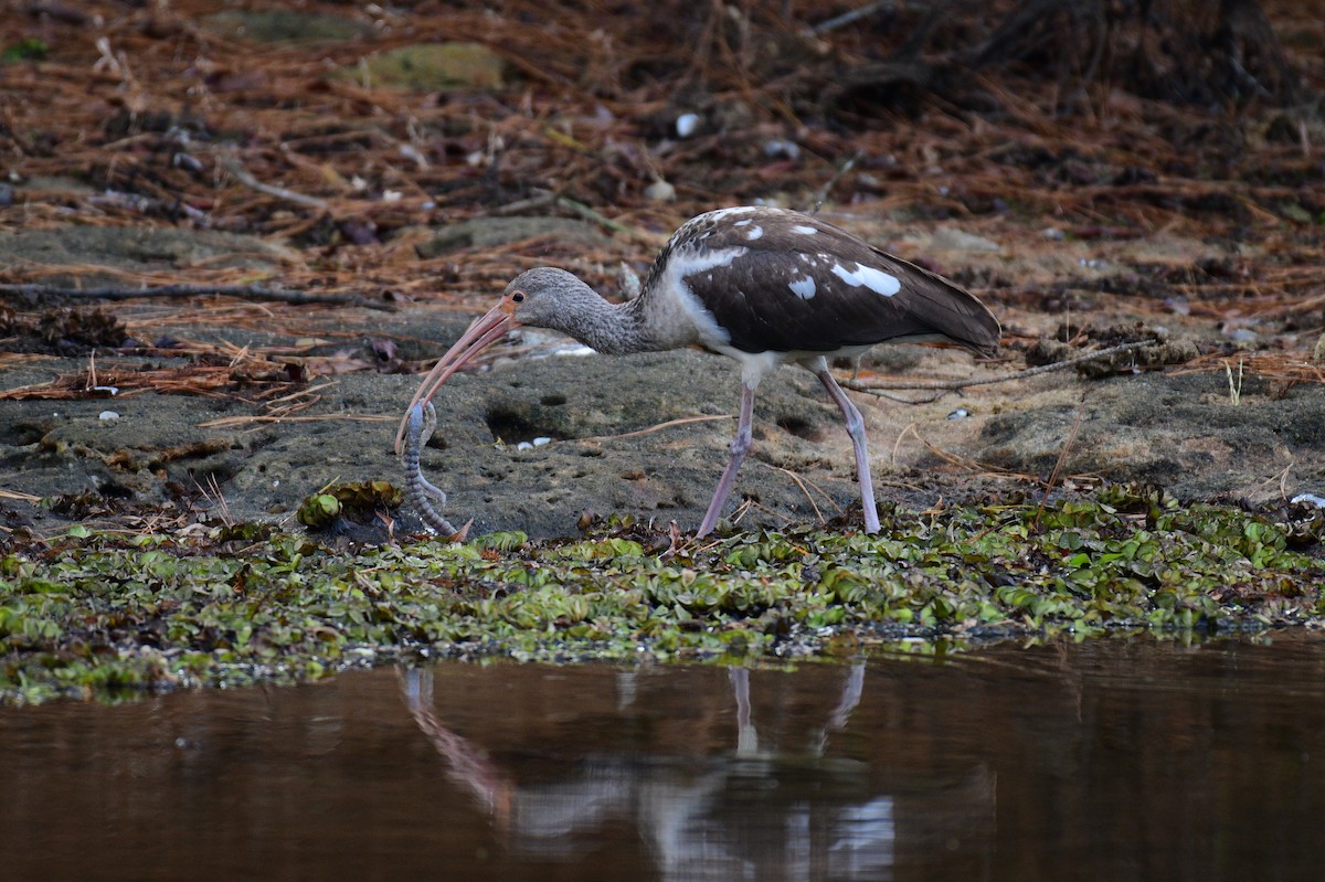 White Ibis - ML612003205