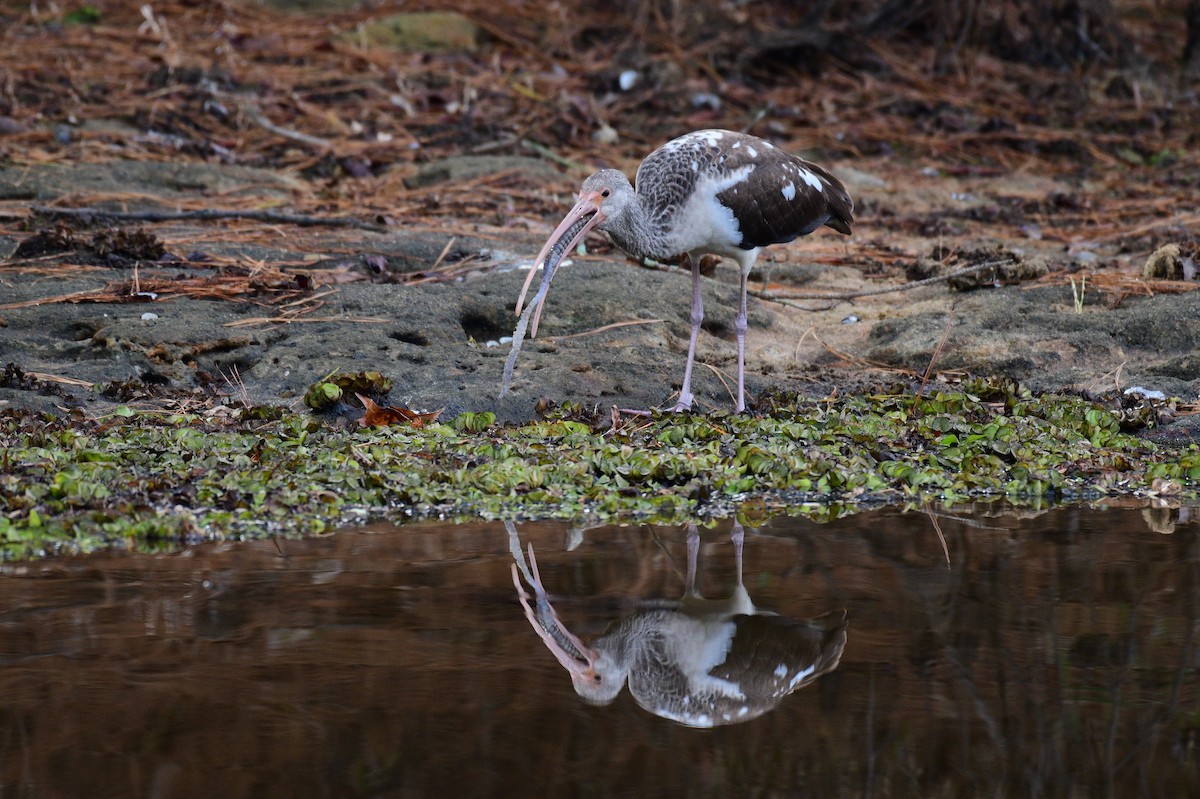 White Ibis - ML612003217