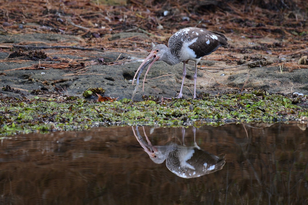 White Ibis - ML612003232