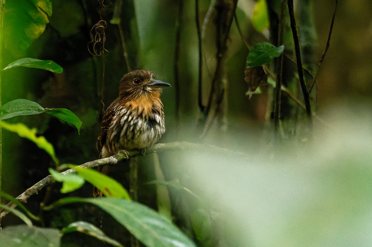 White-whiskered Puffbird - ML612003247