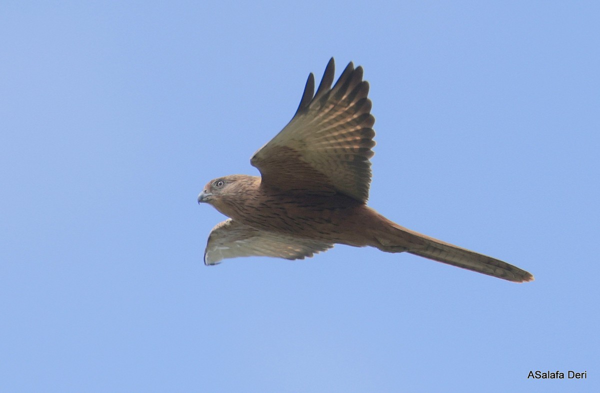 Fox Kestrel - ML612003298