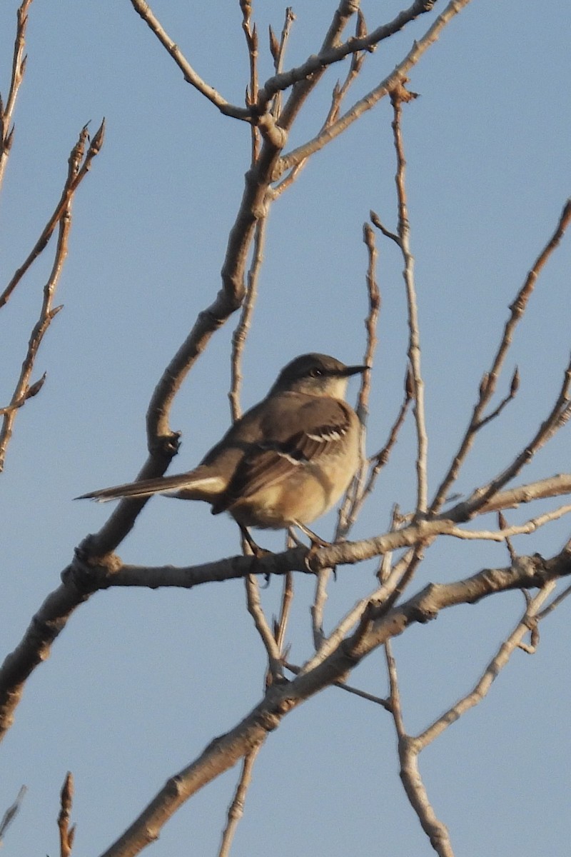 Northern Mockingbird - Larry Gaugler