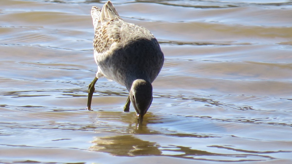 Long-billed Dowitcher - ML612003375