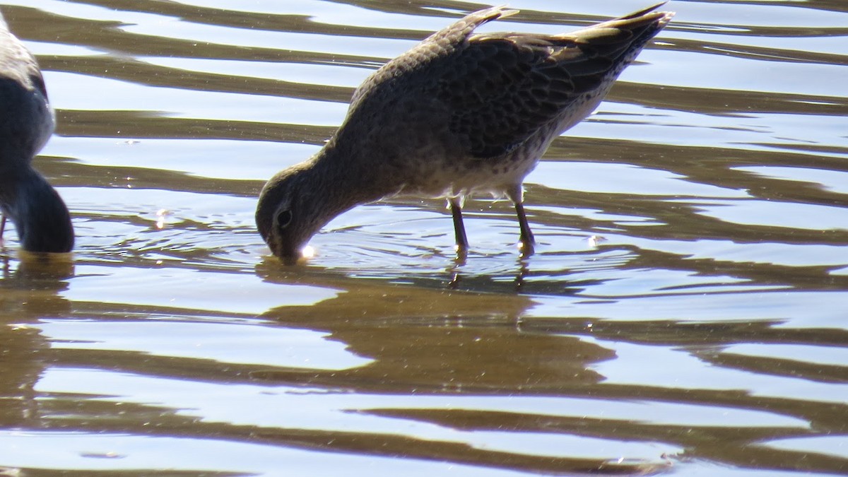 Long-billed Dowitcher - ML612003376