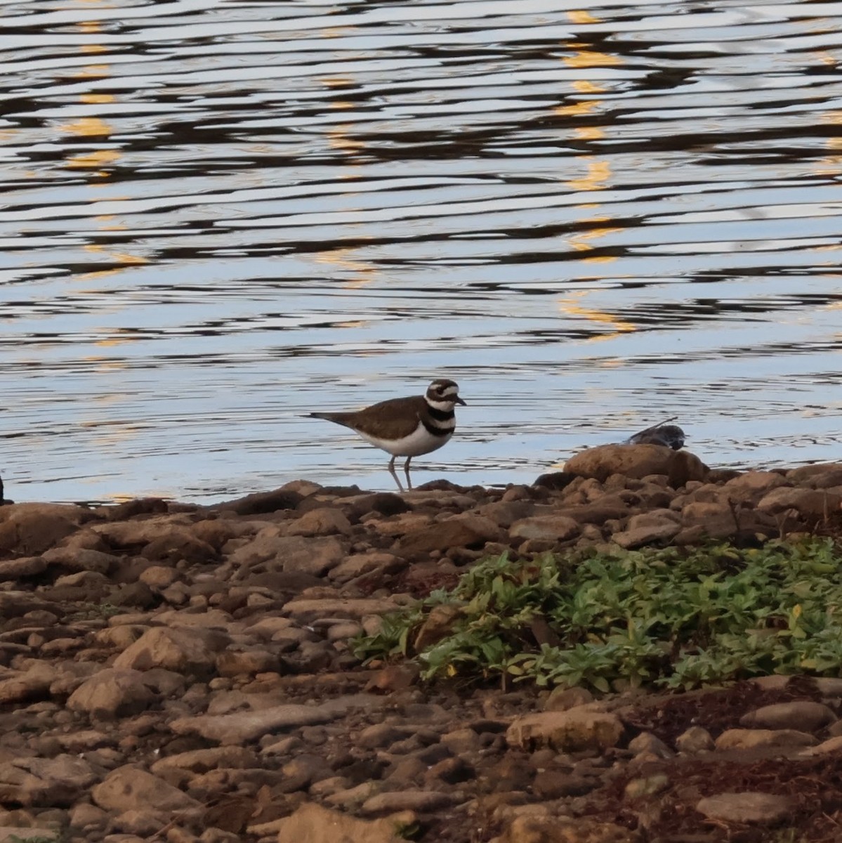 Killdeer - ML612003402