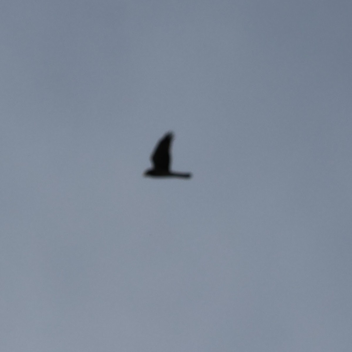 Northern Harrier - ML612003411