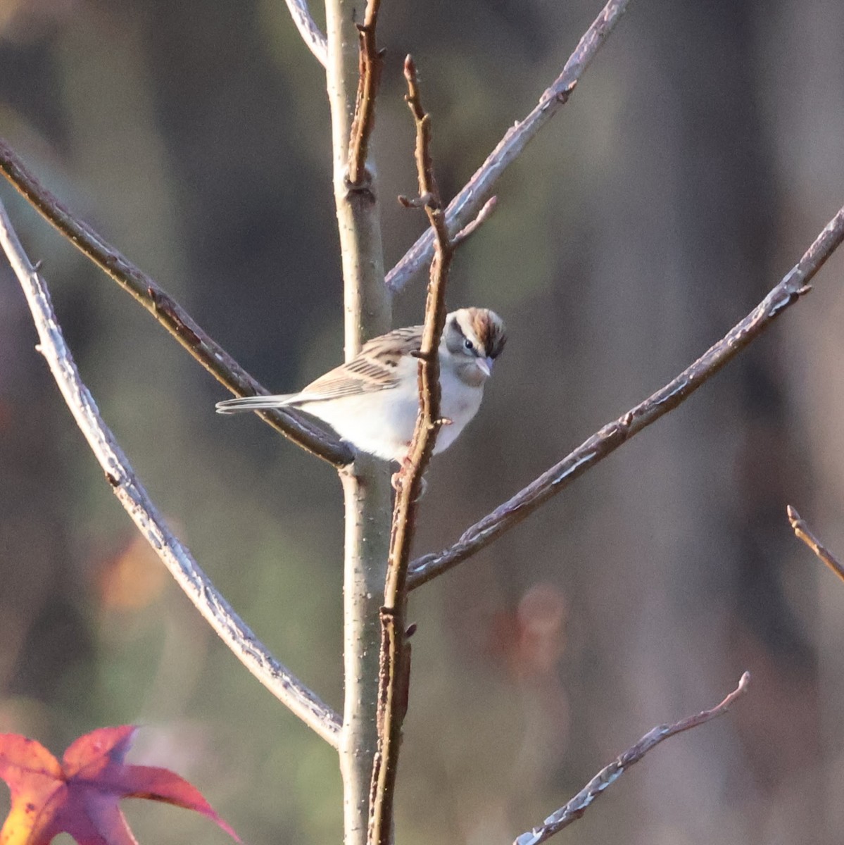 Chipping Sparrow - ML612003437