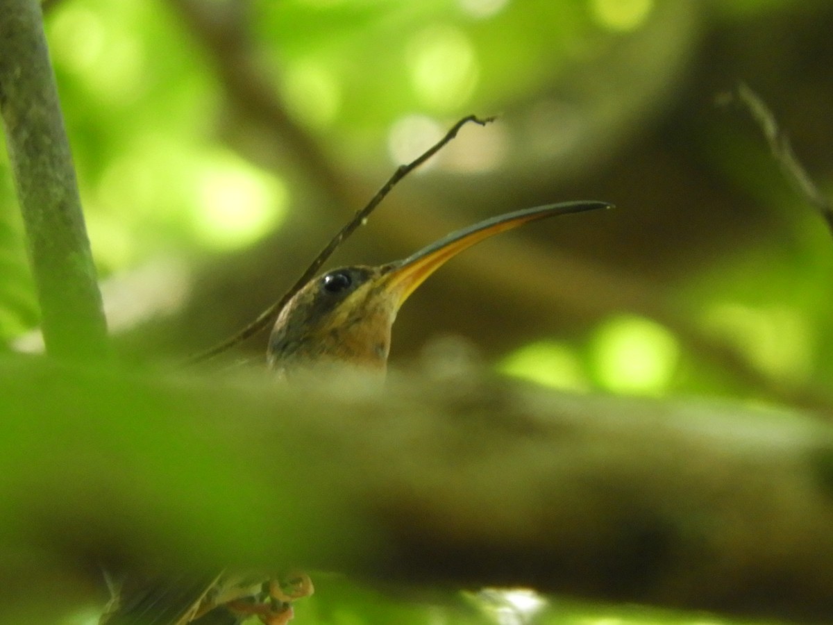 Краснохвостый колибри-отшельник - ML612003551